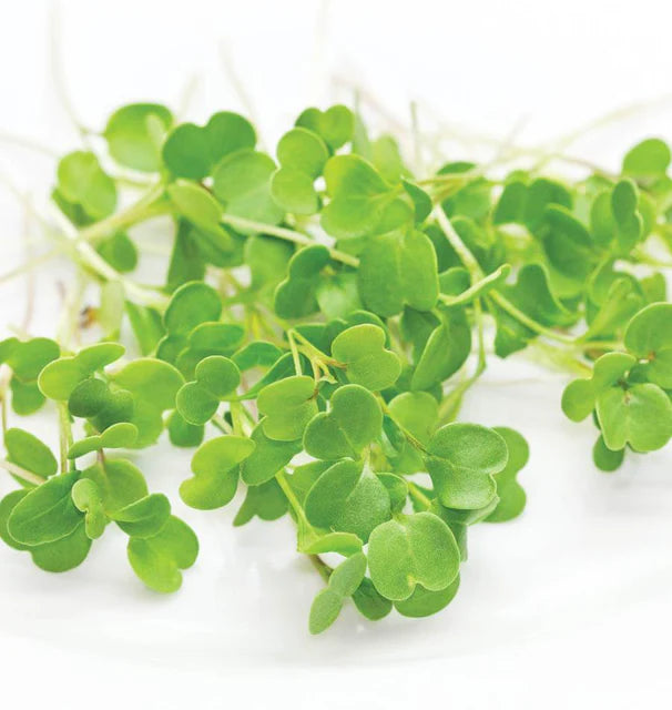 Microgreen Arugula