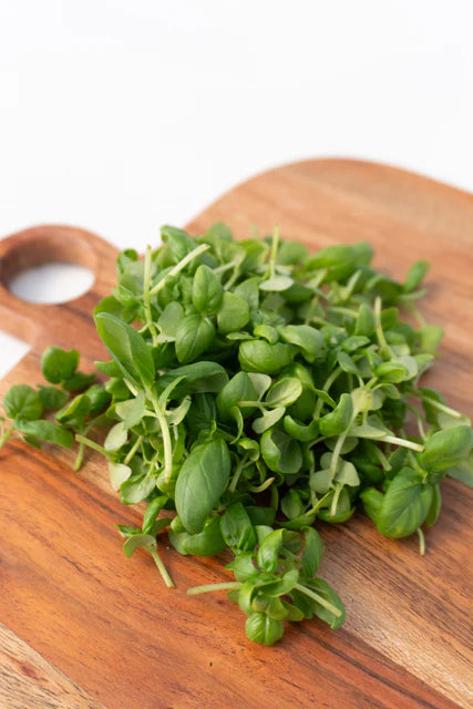 Microgreen Basil