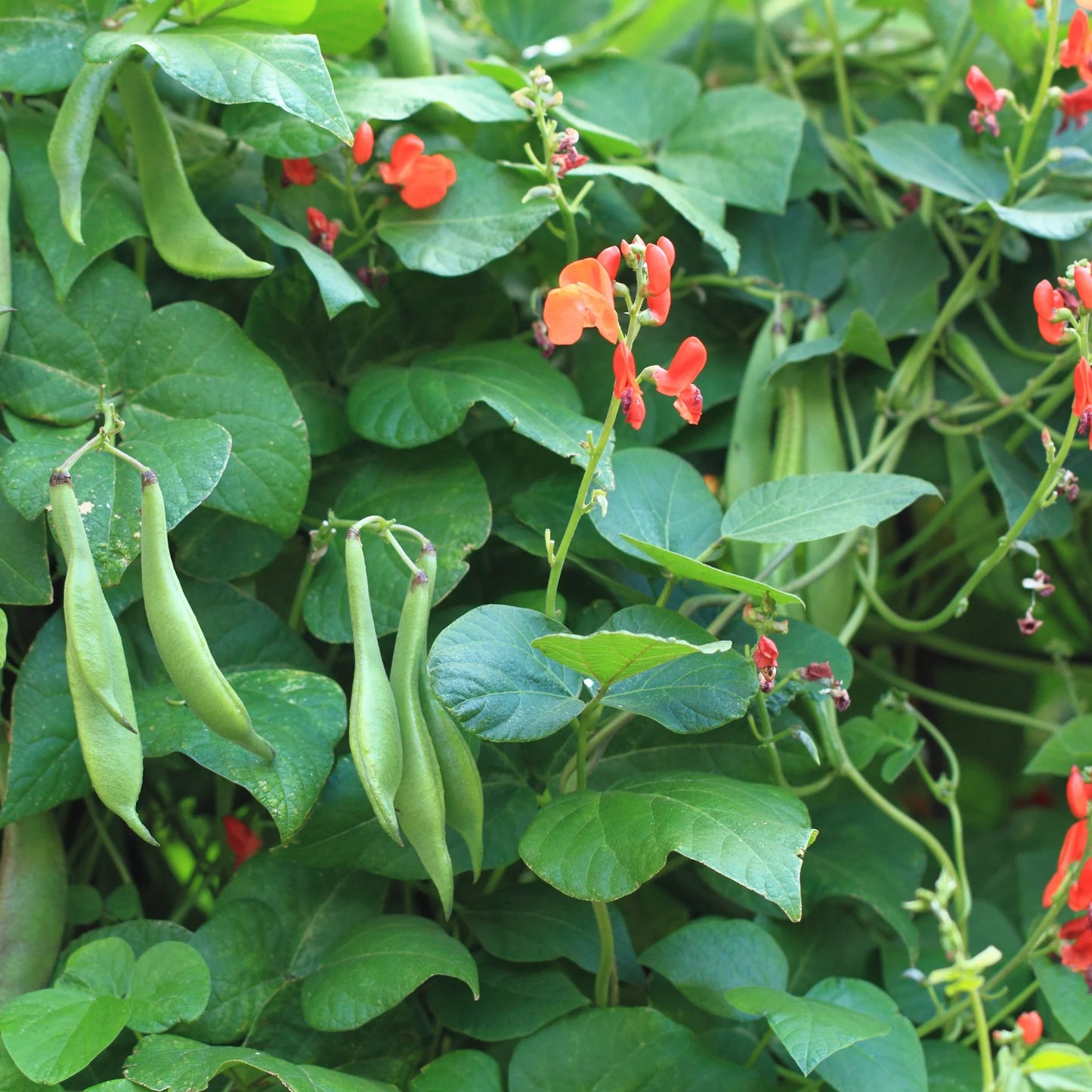Beans, Scarlet Runner
