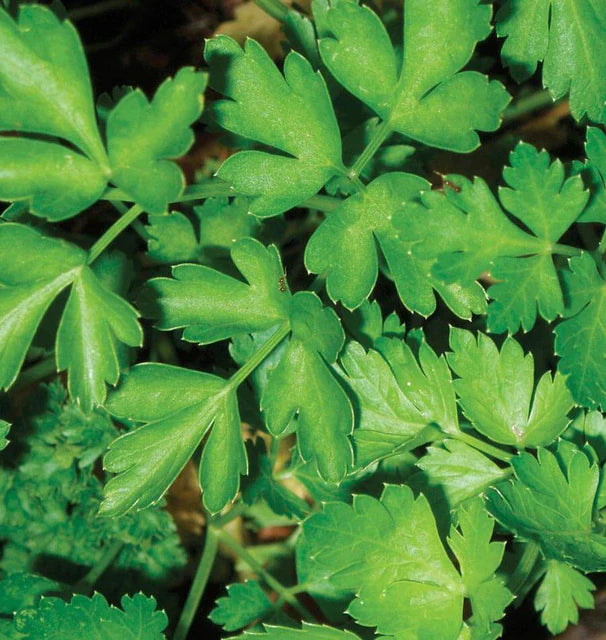 Herb, Parsley - Dark Green Italian