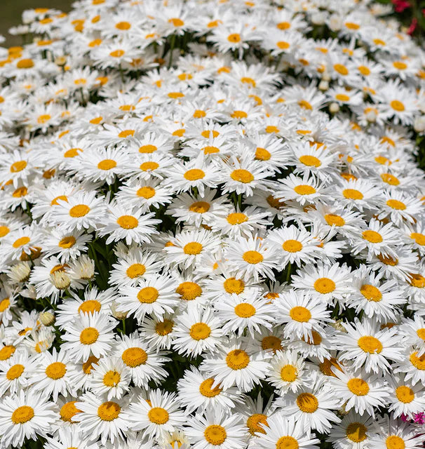 Daisy - Madonna F1
