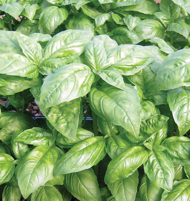 Herb, Basil - Dolly Organic