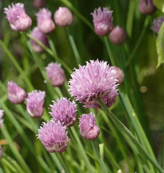 Herb, Chives