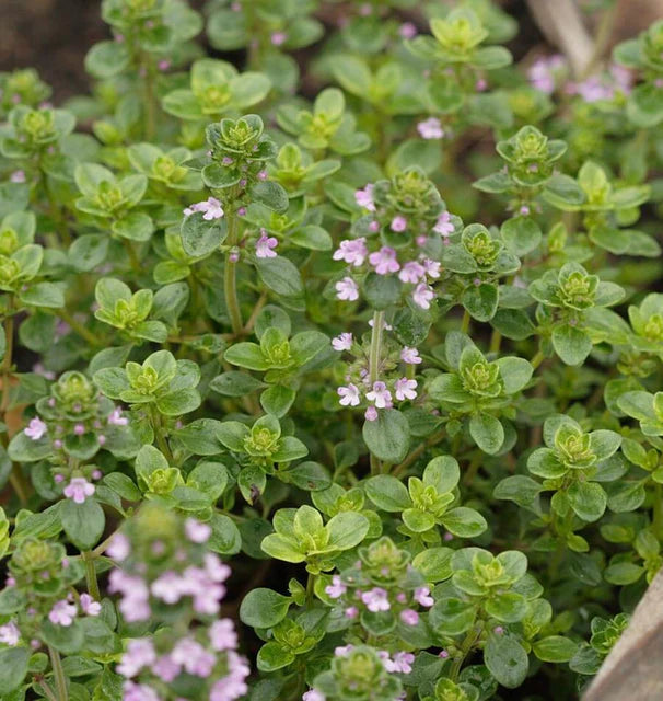 Herb, Oregano - Greek Oregano