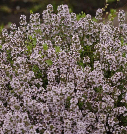 Herb, Thyme - Winter Thyme