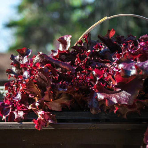 Lettuce Red Salad Bowl
