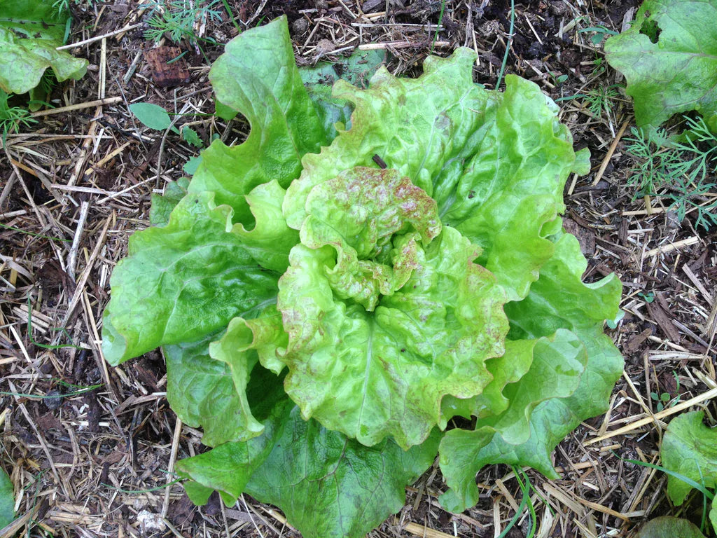 Lettuce, Drunken Woman