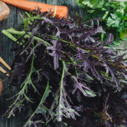 Mustard Greens, Scarlet Frills