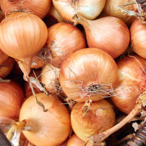 Onion, New York Early