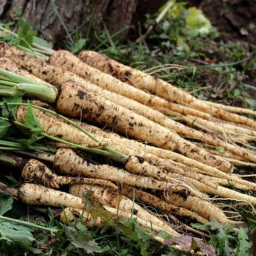 Parsnip Homeschooler