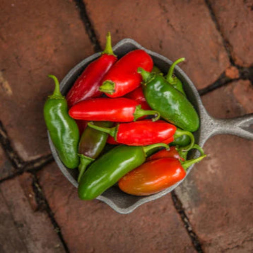 Pepper Hot Early Jalapeño