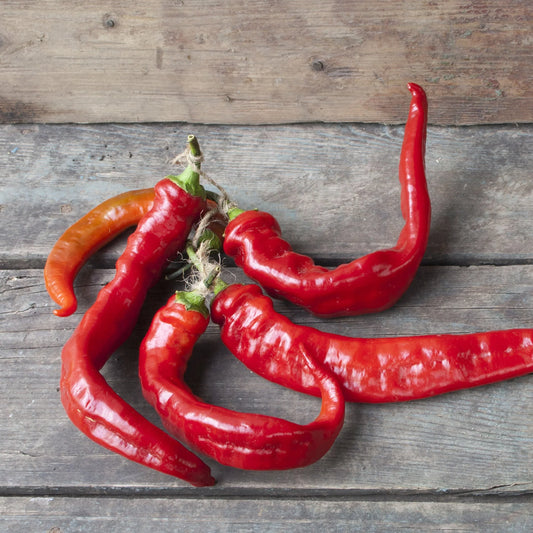 Peppers, Jimmy Nardello