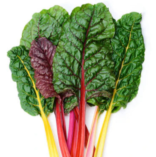 Swiss Chard Rainbow