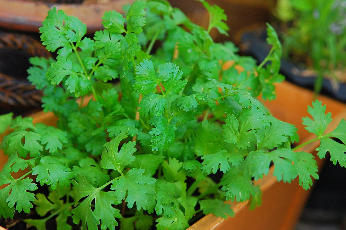Cilantro, Slow Bolt