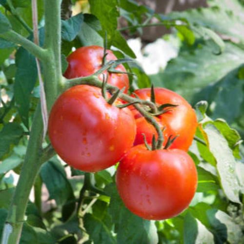 Tomato Merville Rocket