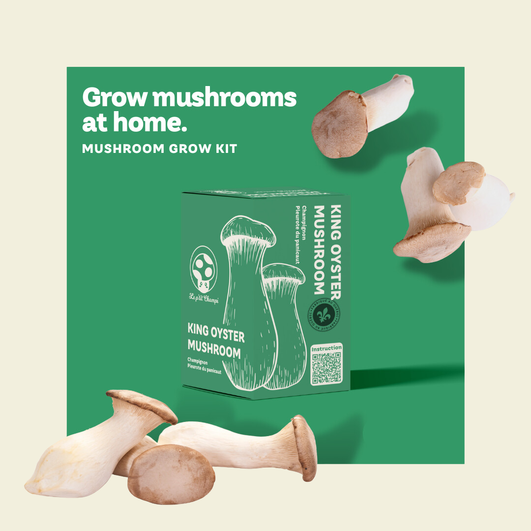 King Oyster Mushroom Kit