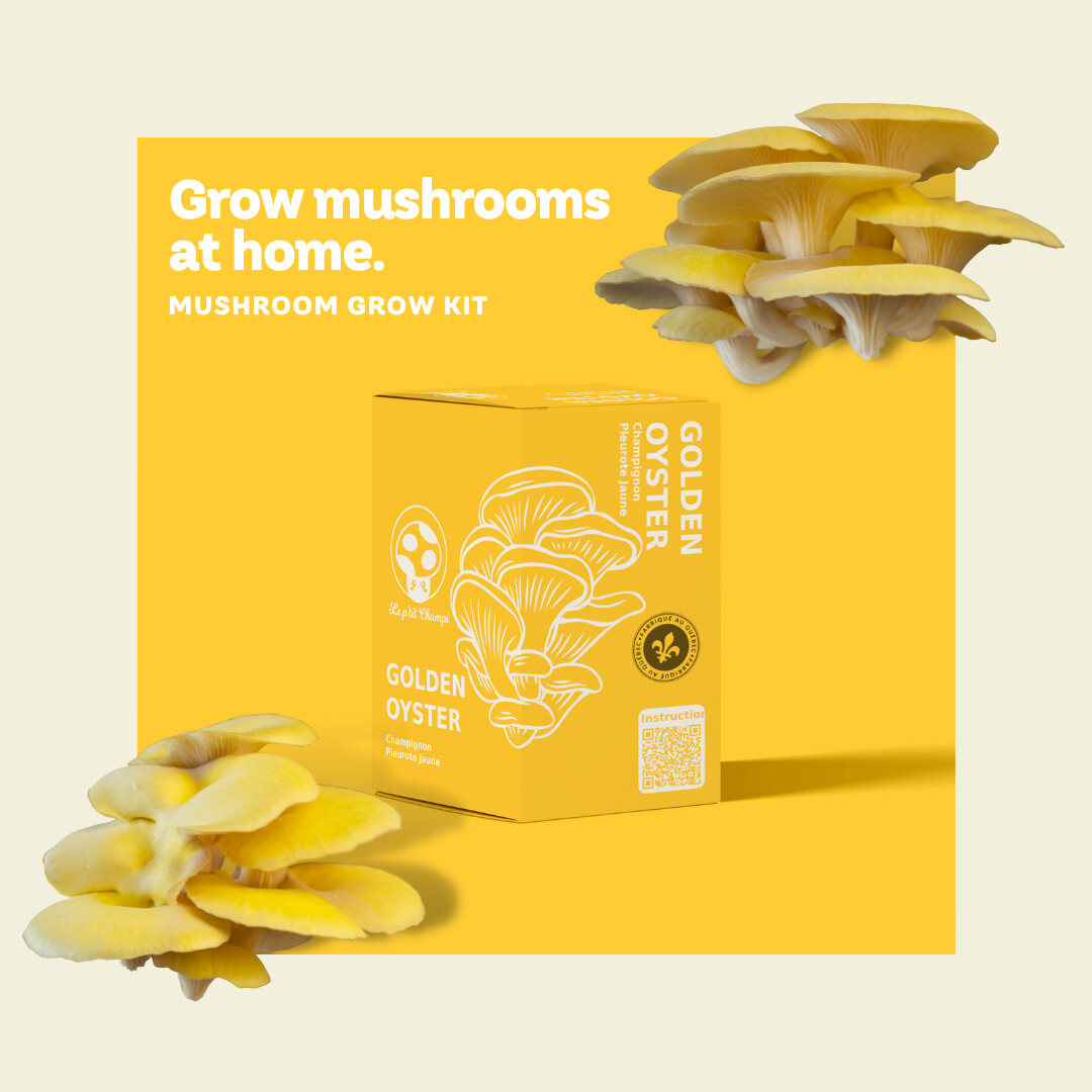 Golden Oyster Mushroom Kit