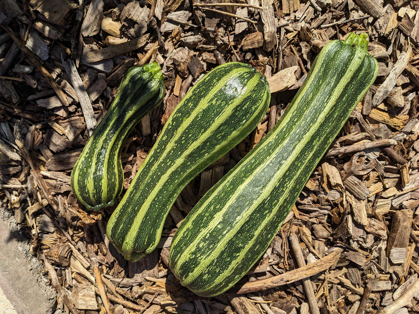 Zucchini Costata Romanesco