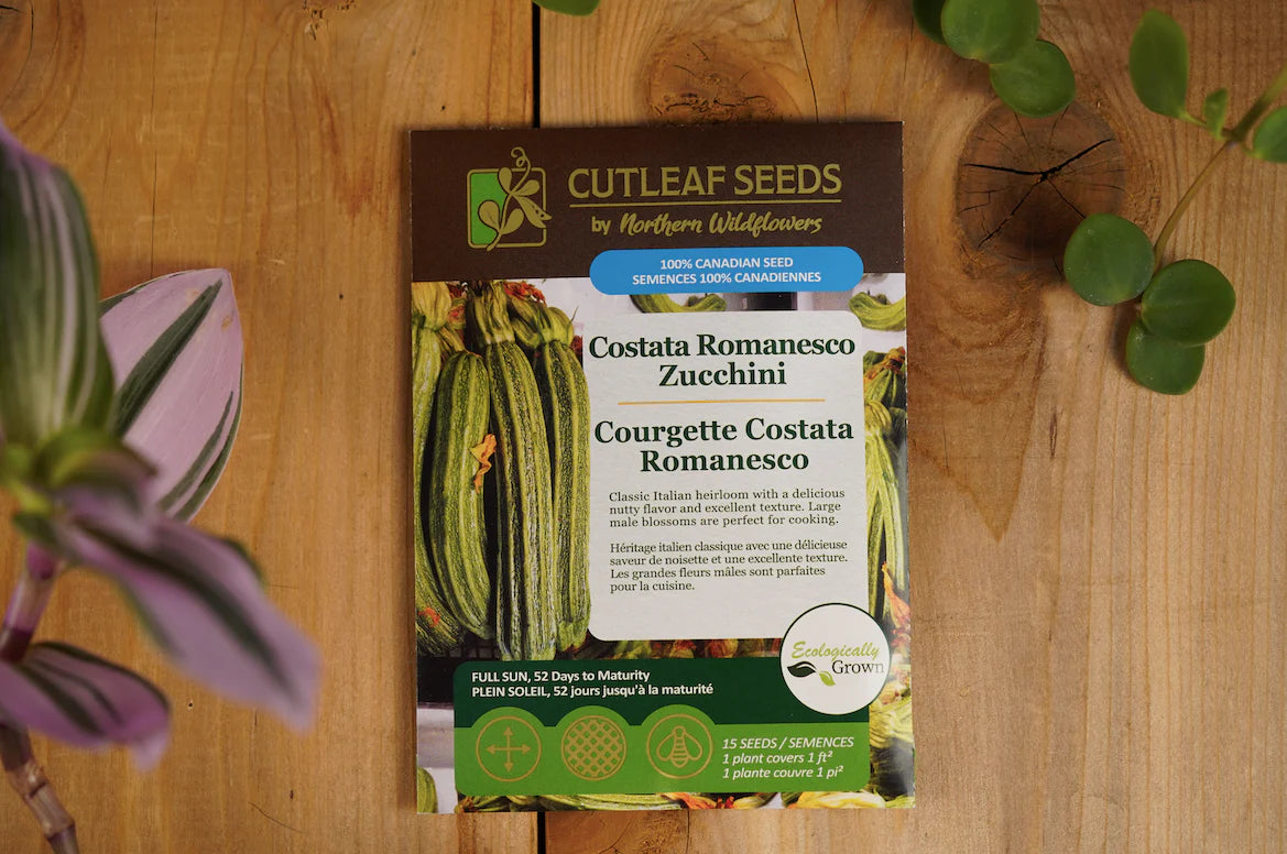 Zucchini Costata Romanesco