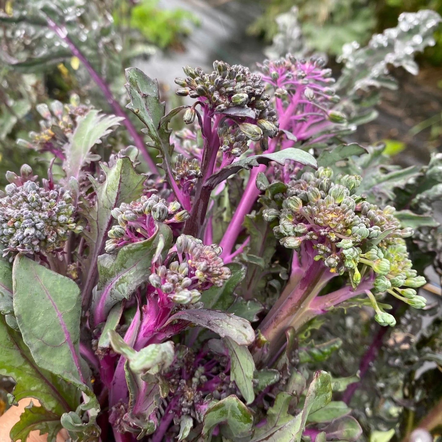 Broccoli Purple Peacock