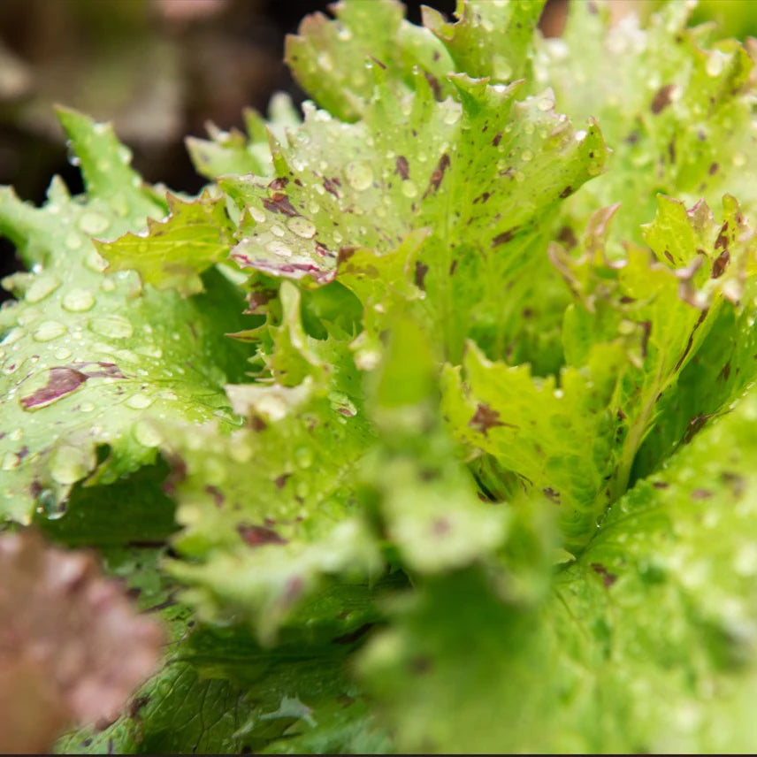 Lettuce, Jester