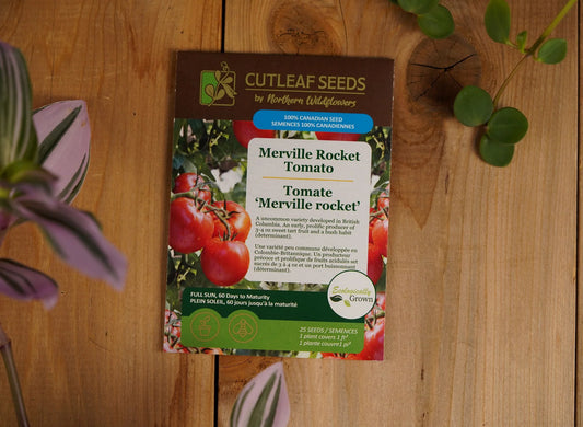 Tomato Merville Rocket