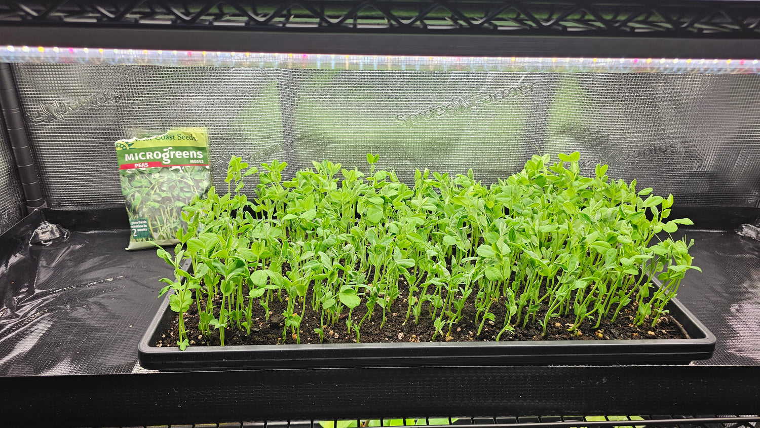 Microgreens