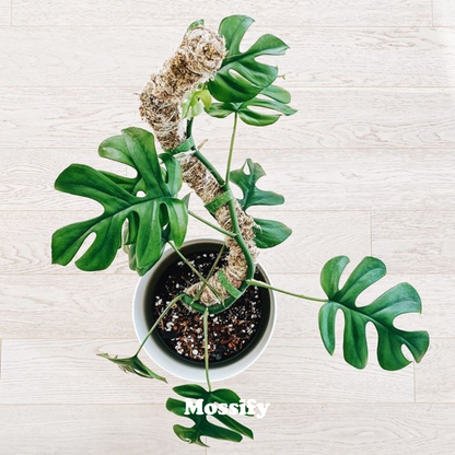 The Original Bendable Moss Pole™ - Best Seller (Pins Included)