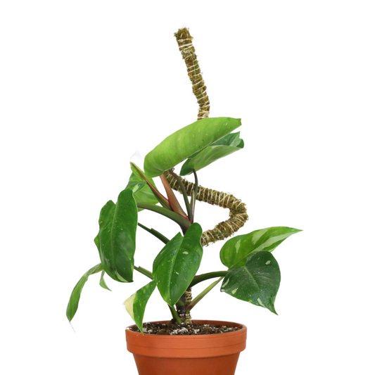 The Bendable Moss Pole™ 𝘛𝘏𝘐𝘕