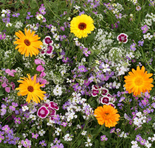 Wildflowers - Fragrant Flower Blend