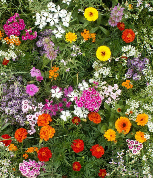 Wildflowers - Fragrant Flower Blend