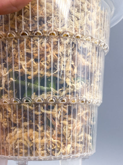 Clear Ultra Aerated Pots