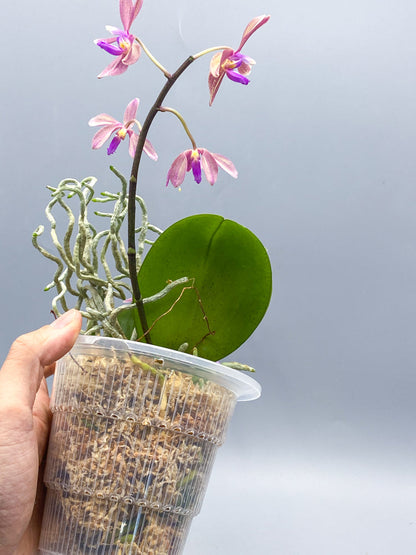 Clear Ultra Aerated Pots