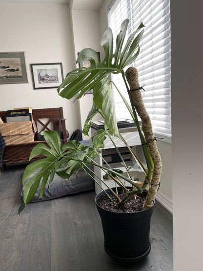 The Original Bendable Moss Pole™ - Best Seller (Pins Included)