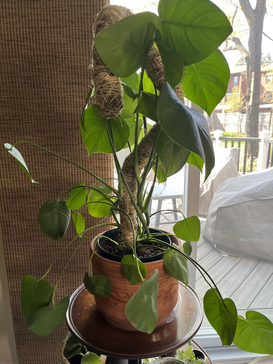 The Original Bendable Moss Pole™ - Best Seller (Pins Included)