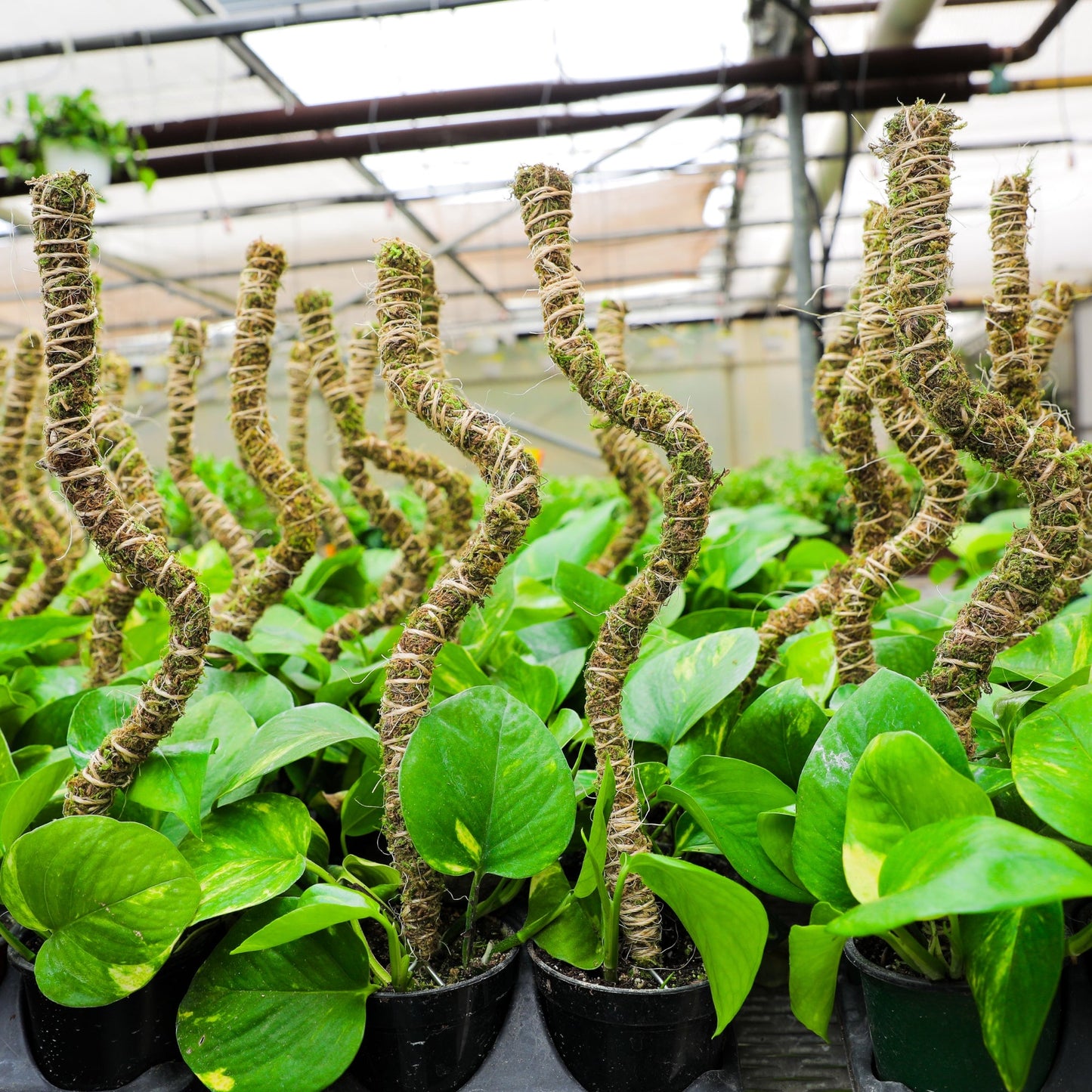 The Bendable Moss Pole™ 𝘛𝘏𝘐𝘕