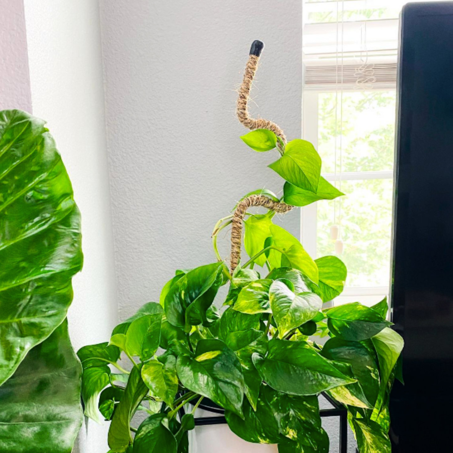 The Original Bendable Coir Pole™ - Best Seller (Tape Included)