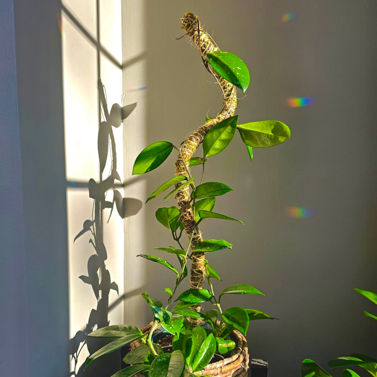 The Bendable Moss Pole™ 𝘛𝘏𝘐𝘕