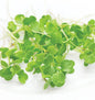 Microgreen Arugula