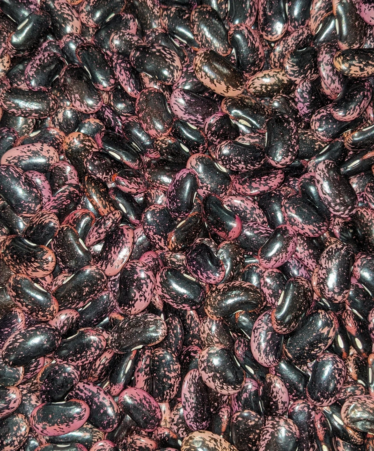 Beans, Scarlet Runner