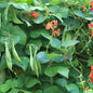 Beans, Scarlet Runner