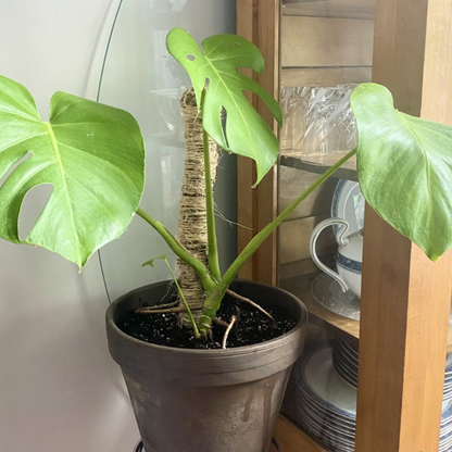 The Original Bendable Moss Pole™ - Best Seller (Pins Included)