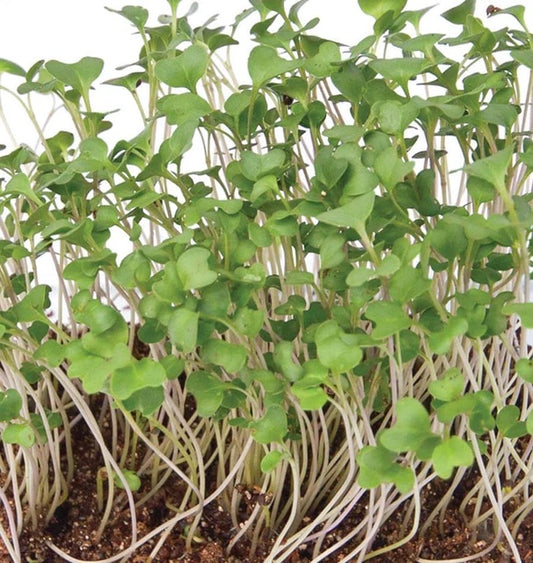 Microgreen Broccoli Certified Organic