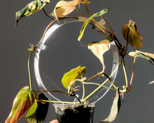 Circle Trellis - Super Clear And Durable