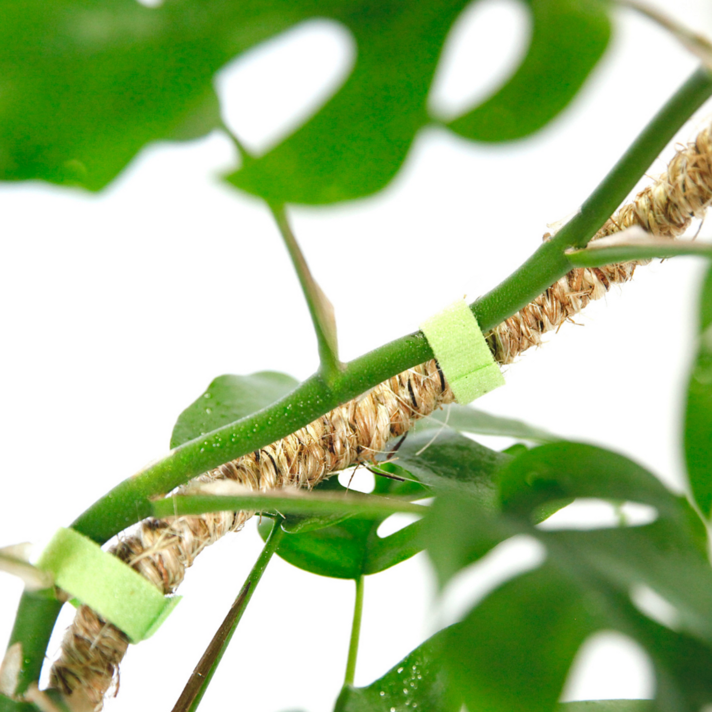 The Original Bendable Coir Pole™ - Best Seller (Tape Included)