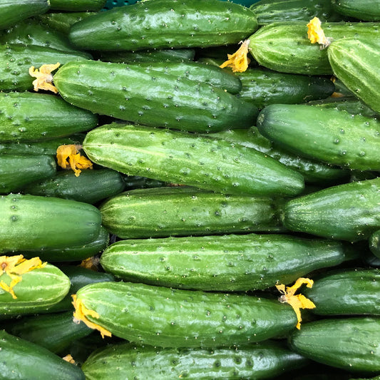 Cucumber, Marketmore