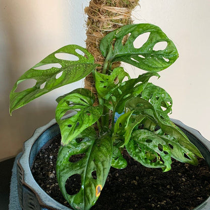 The Original Bendable Moss Pole™ - Best Seller (Pins Included)