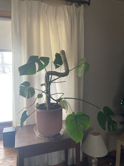 The Original Bendable Moss Pole™ - Best Seller (Pins Included)