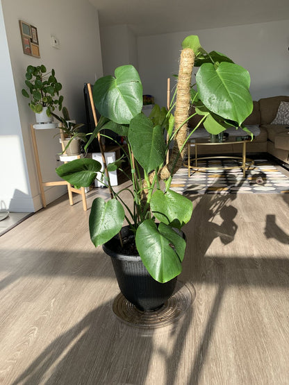 The Original Bendable Moss Pole™ - Best Seller (Pins Included)