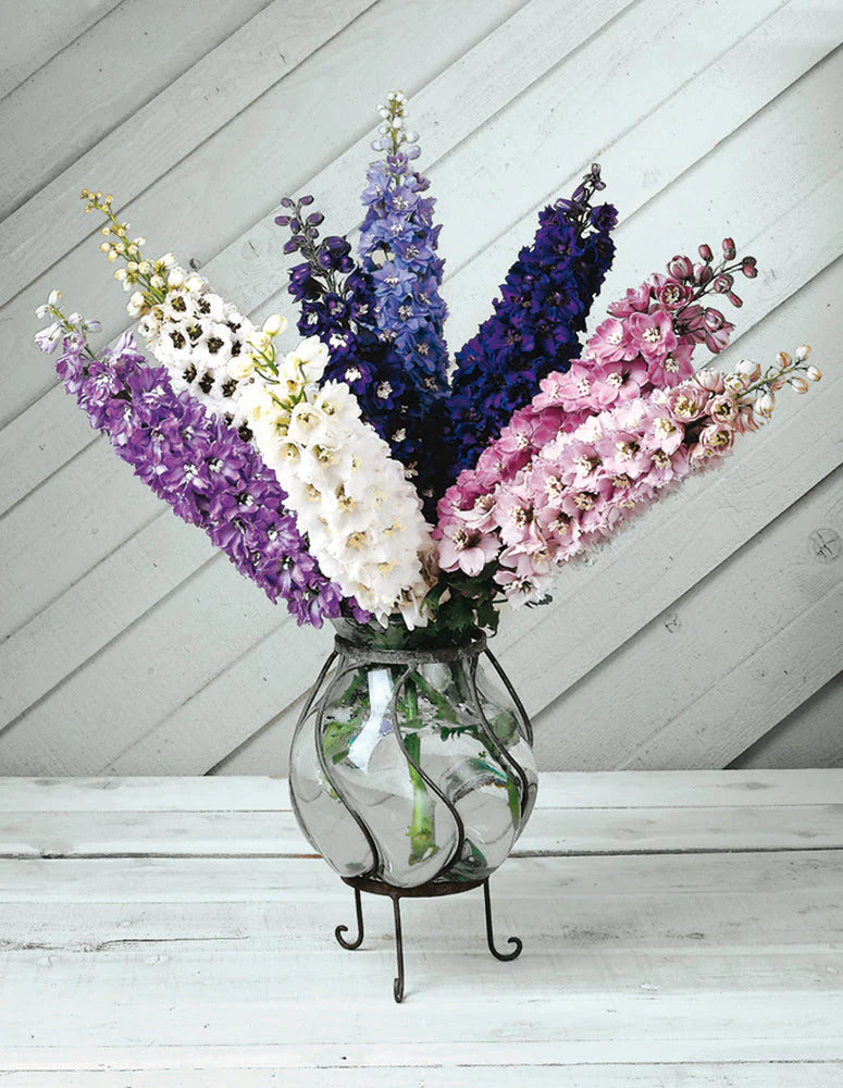 Delphinium - Magic Fountains Mix